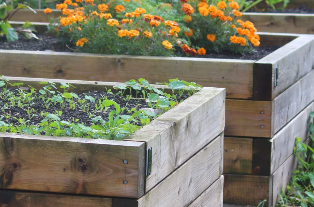 timing your vegetable garden (zone 8)