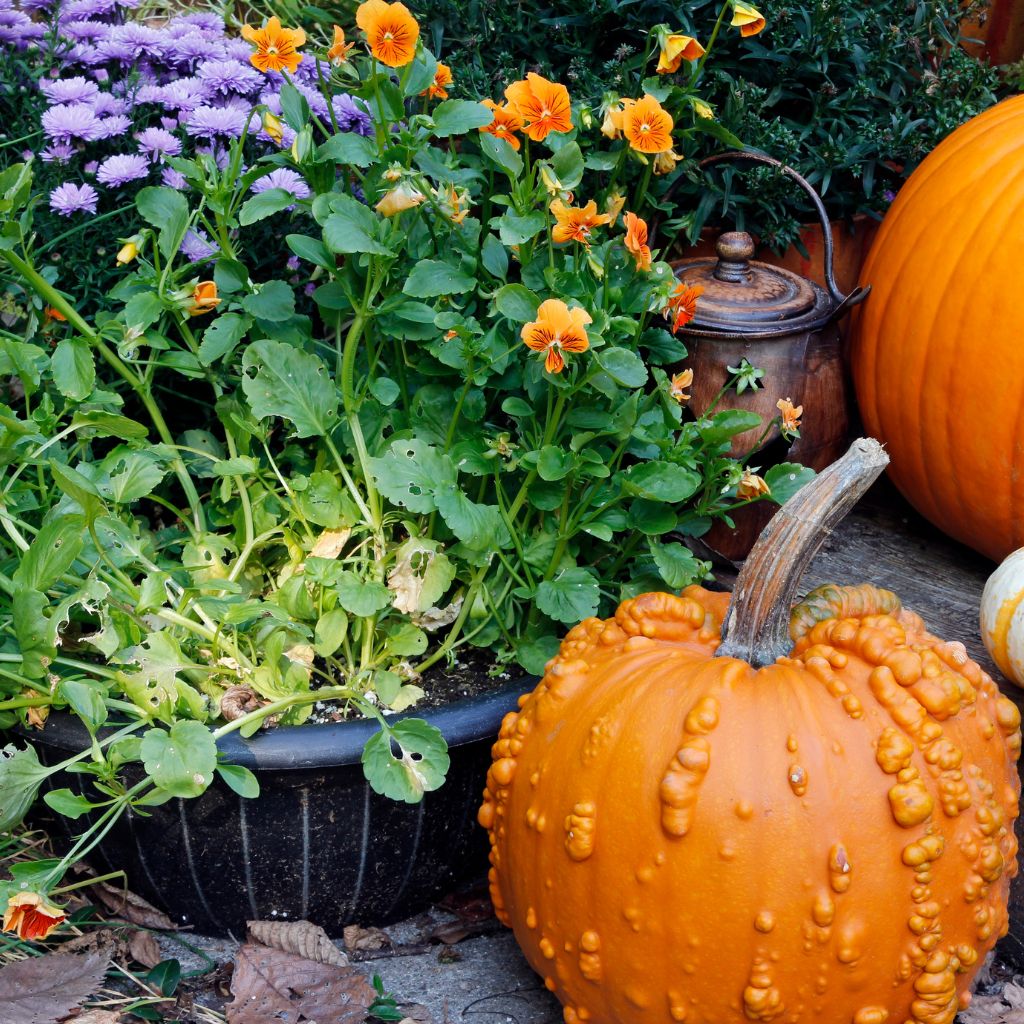 Fall Garden Guide
