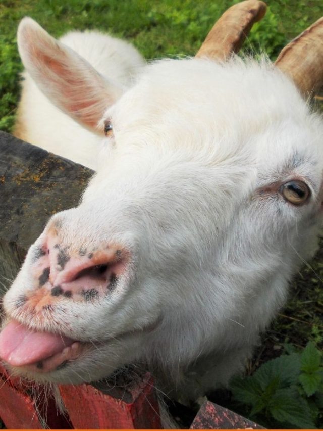 What is goat math