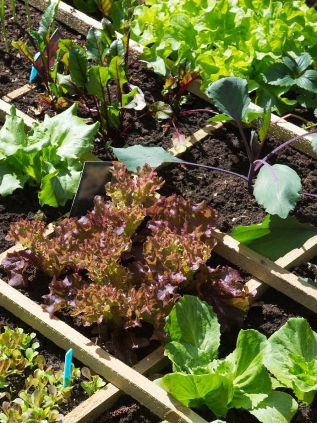 When to start an emergency garden