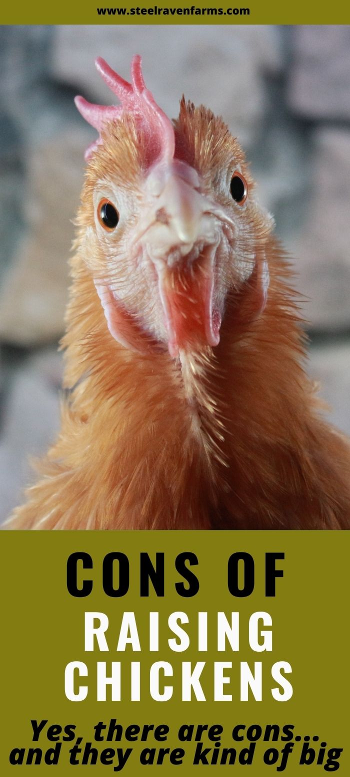 text saying cons of raising chickens and a chicken staring at the camera