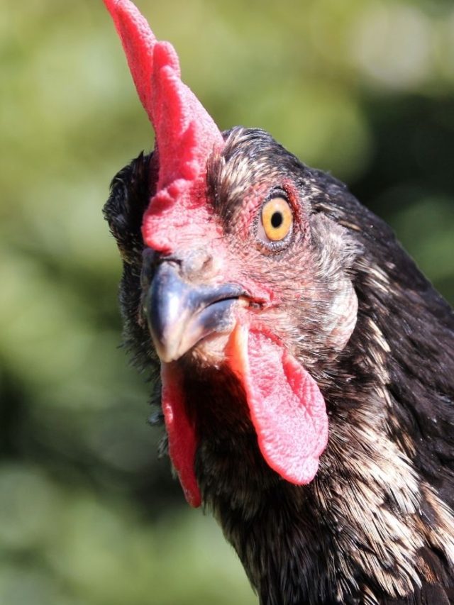 Cons Of Chickens