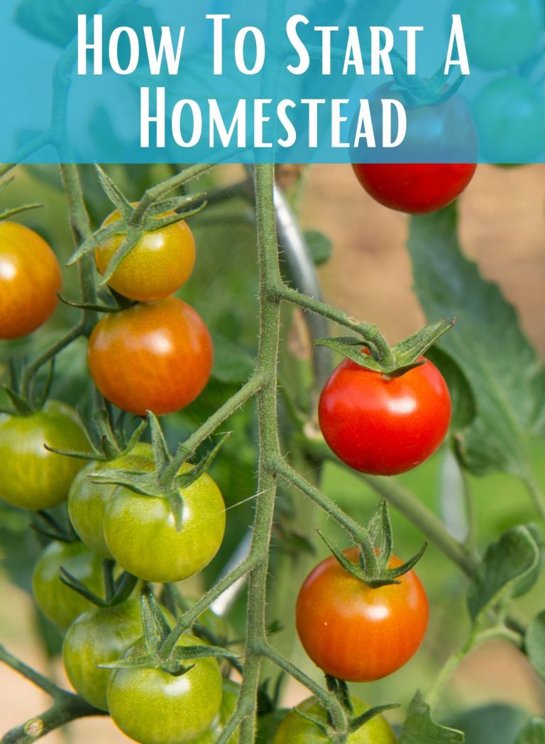 How to Start a Homestead