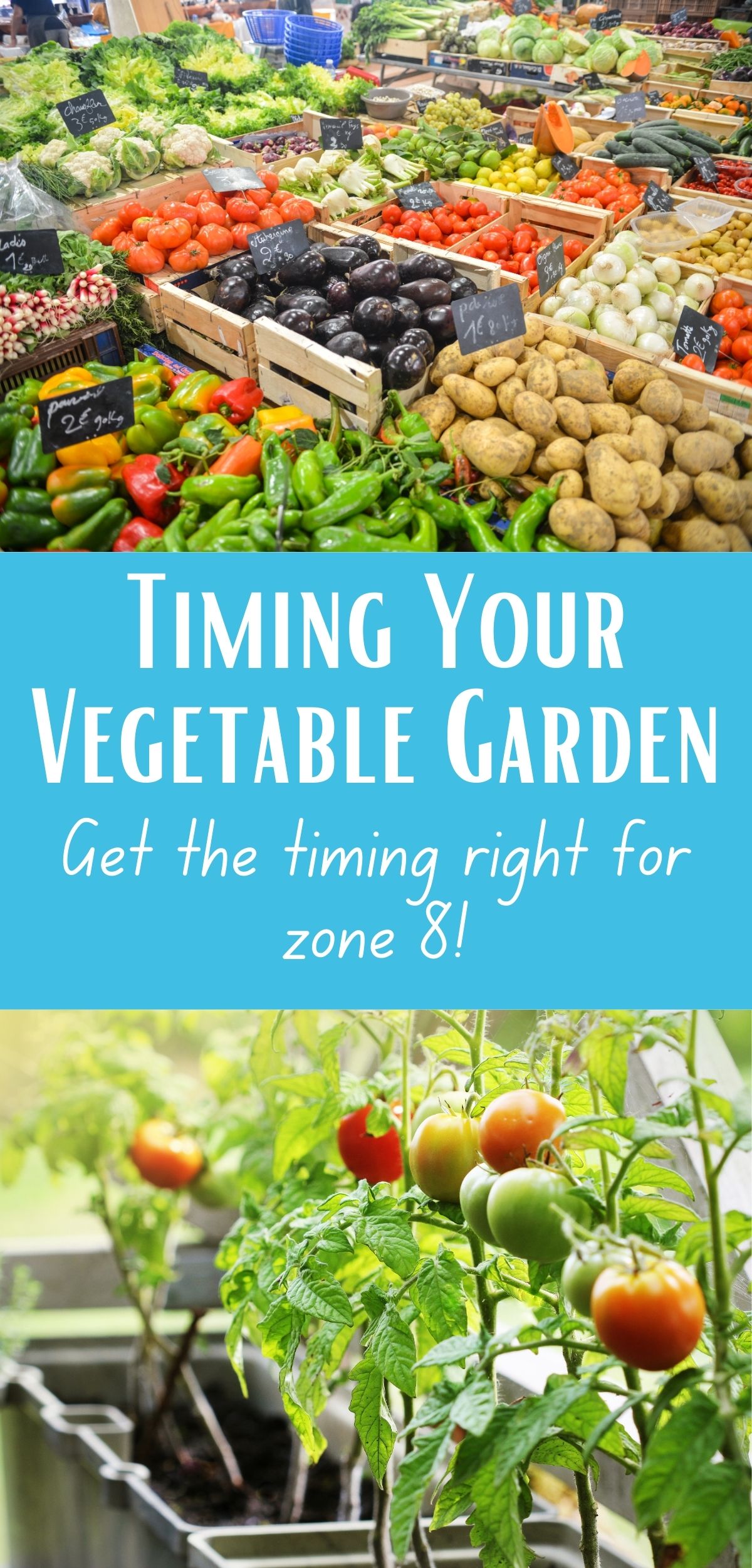 timing your vegetable garden